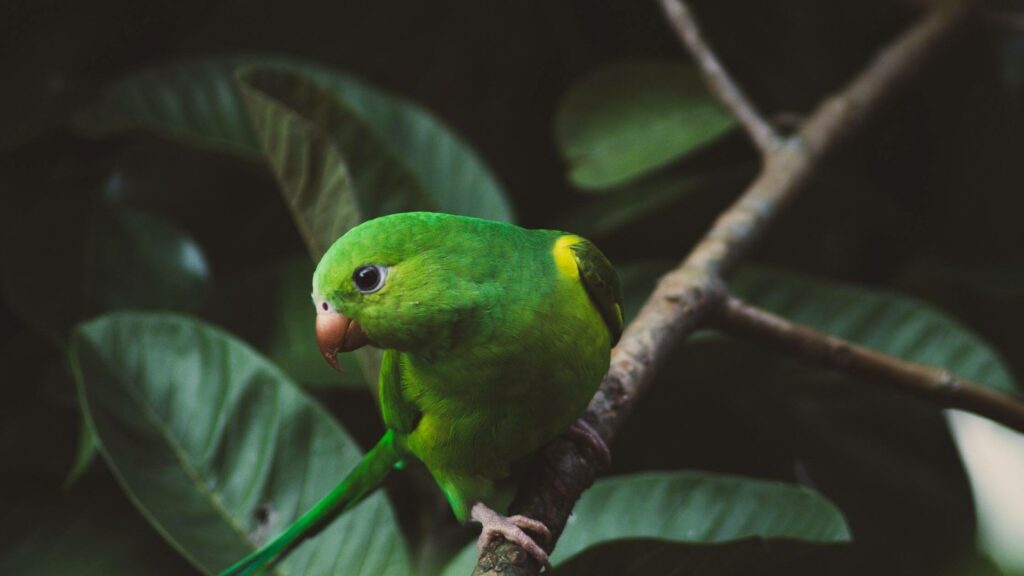 Plain Parakeet