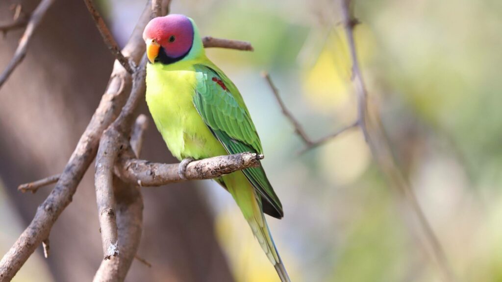 Plum-headed Parakeet