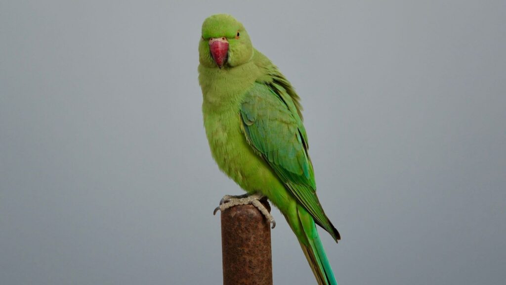 Rose-ringed Parakeet