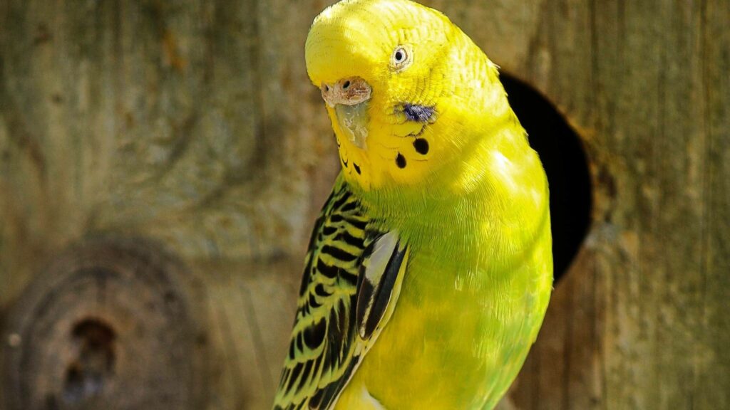 Yellow Parakeet