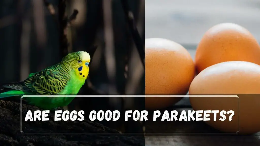 are eggs good for parakeets