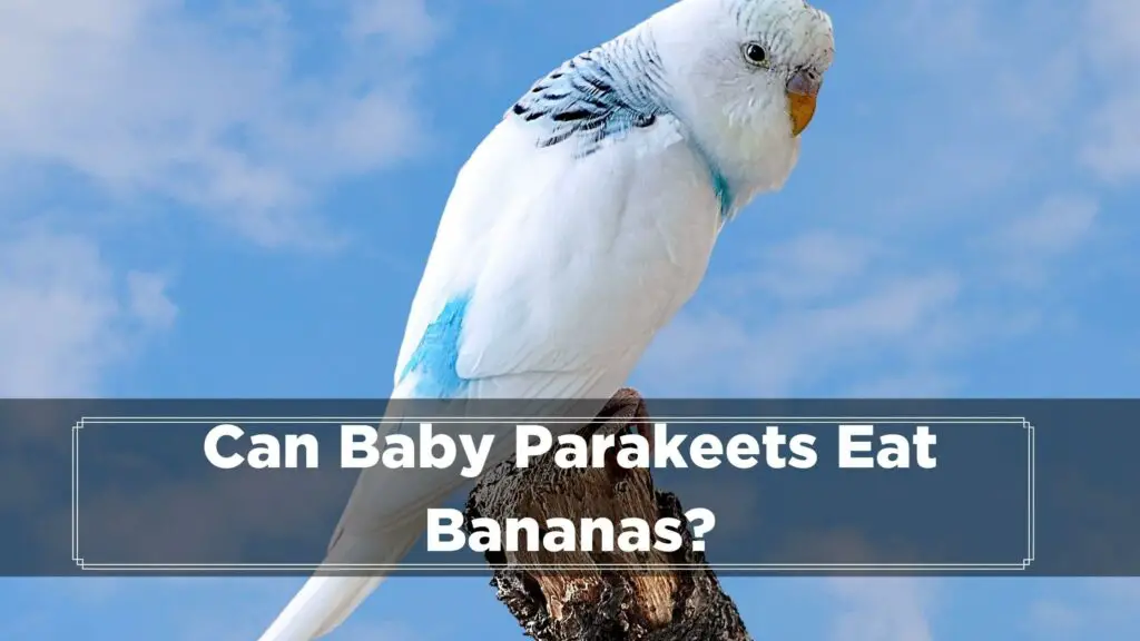 can baby parakeets eat bananas