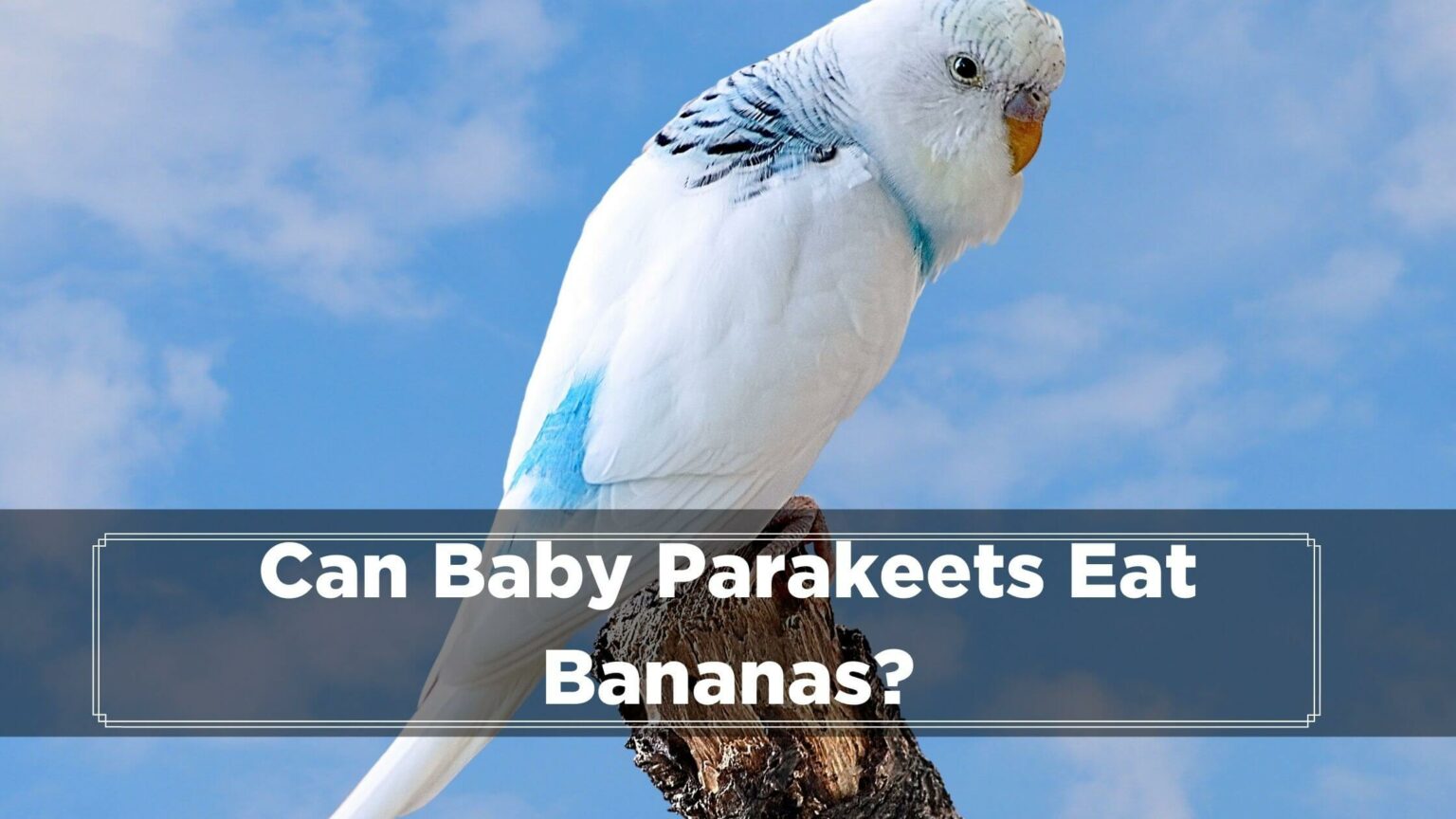 Can Parakeets Eat Bananas (Its Peel, Chips, Or Peppers?) - Birds News
