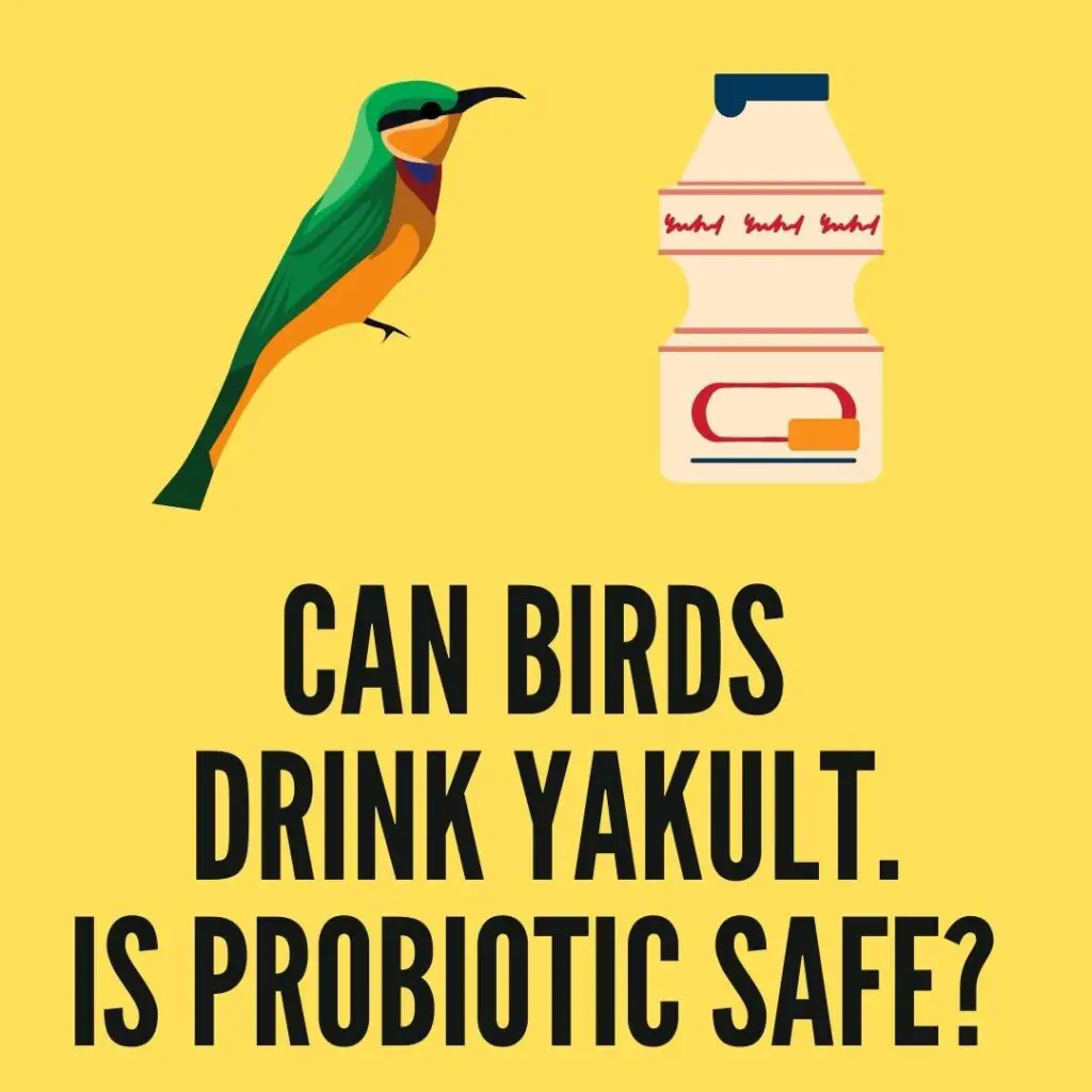 can birds drink yakult