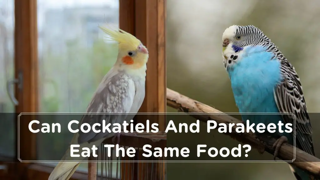 can cockatiels and parakeets eat the same food