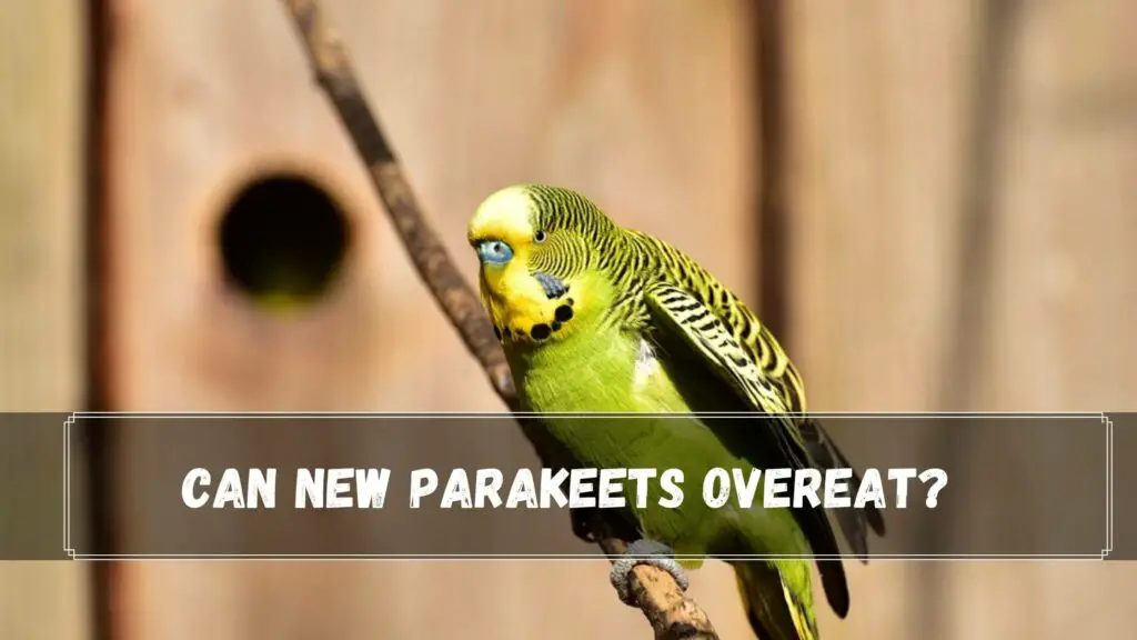 can new parakeets overeat