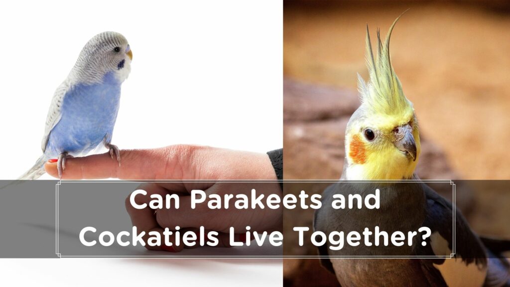 can parakeets and cockatiels live together