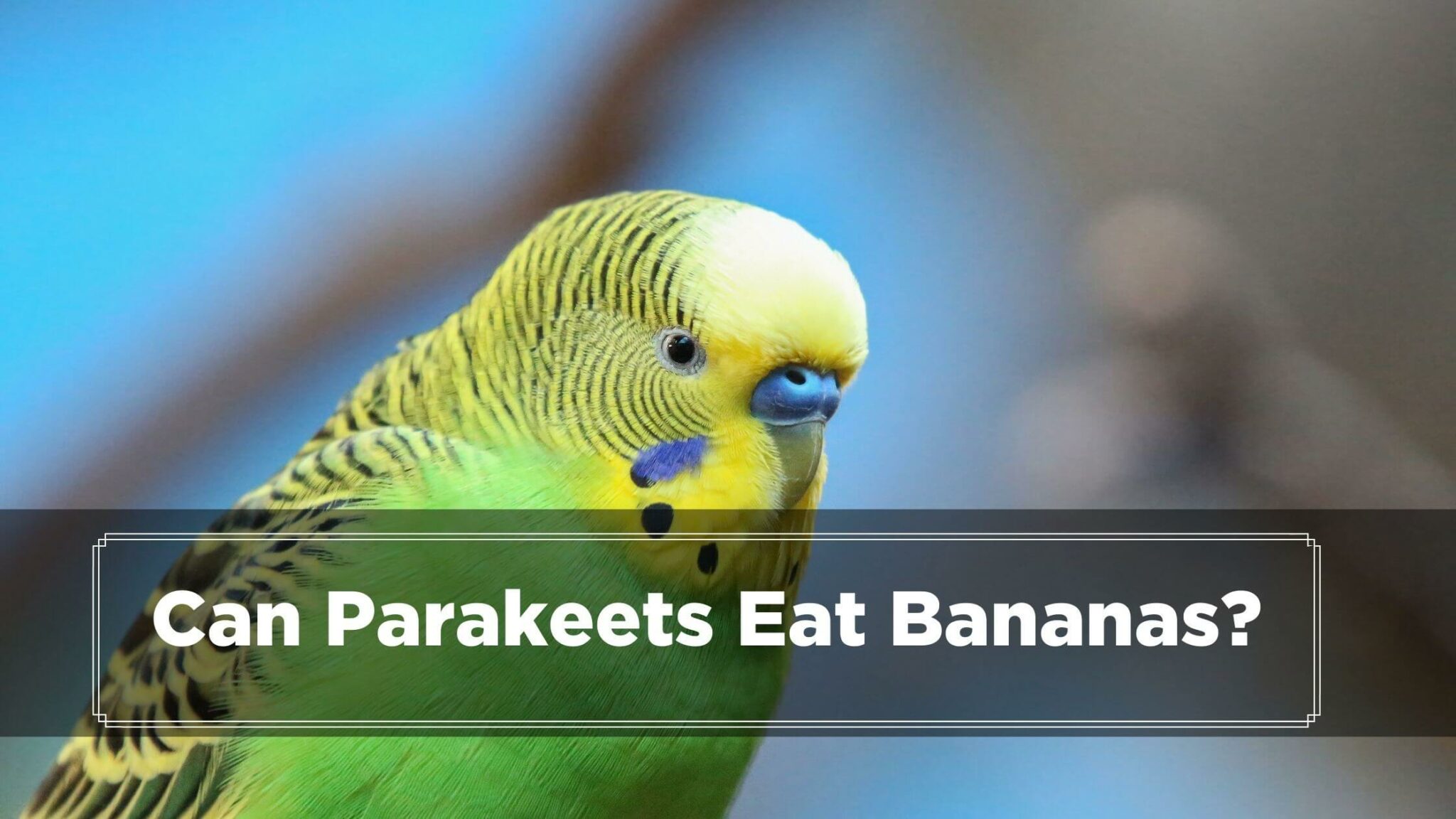 Can Parakeets Eat Bananas (Its Peel, Chips, Or Peppers?) Birds News