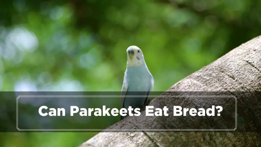 can parakeets eat bread