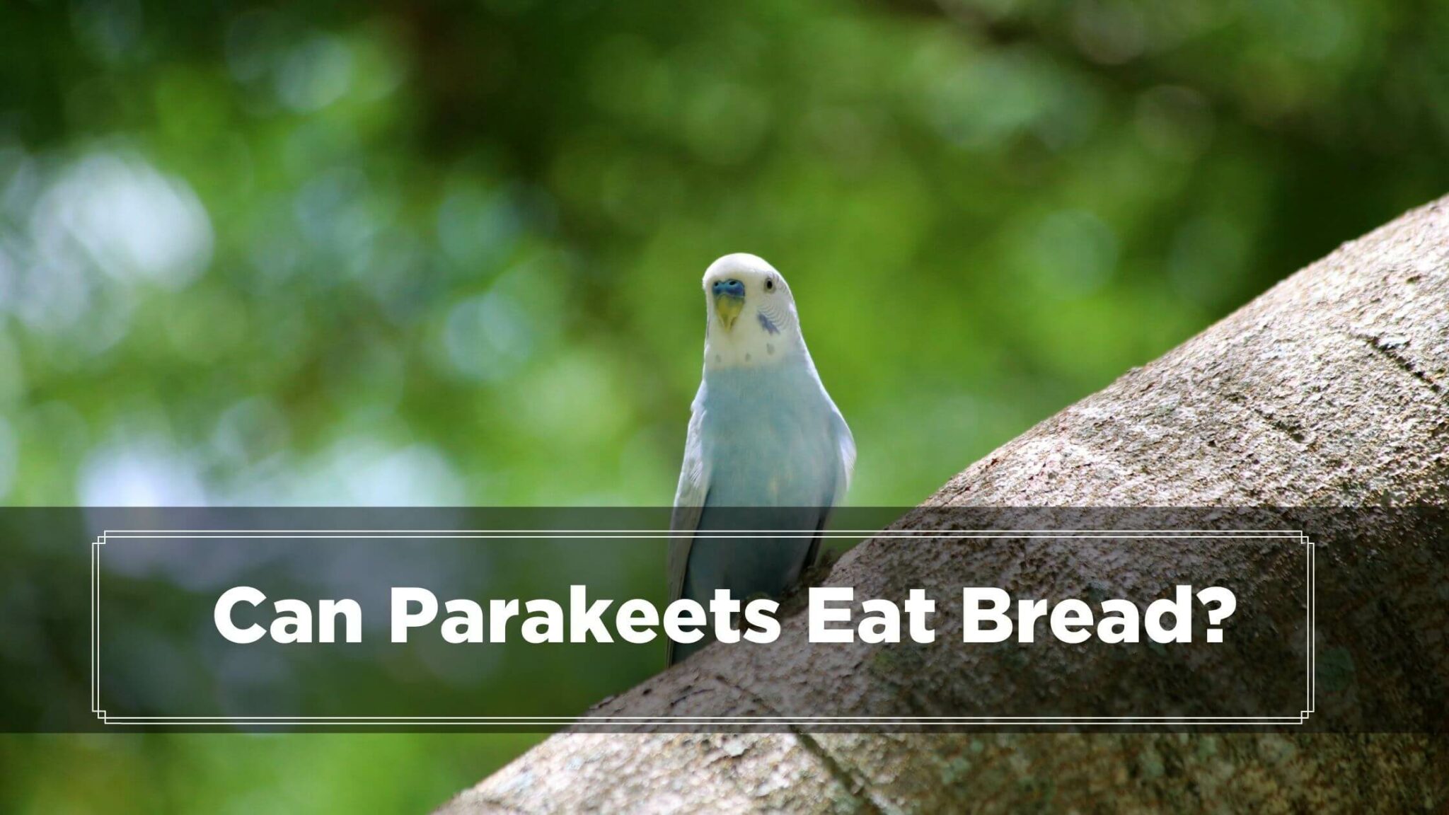 Can Parakeets Eat Bread? (Crumb Or With Salt and Butter)