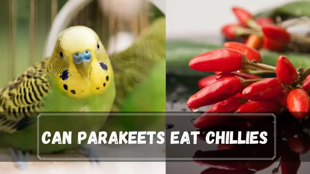can parakeets eat chillies