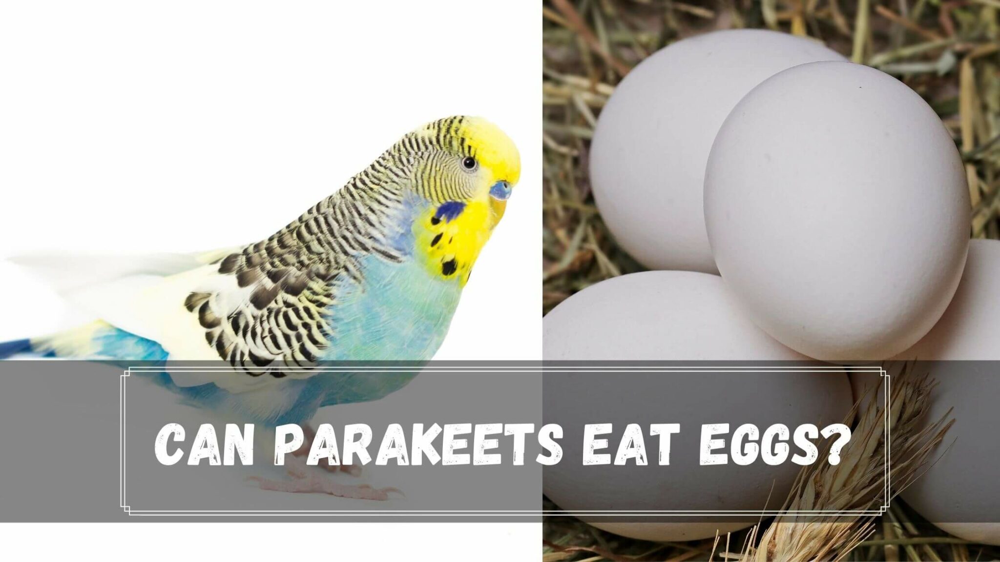 Can Parakeets Eat Eggs? (What About Shells, Yolk & White) Birds News