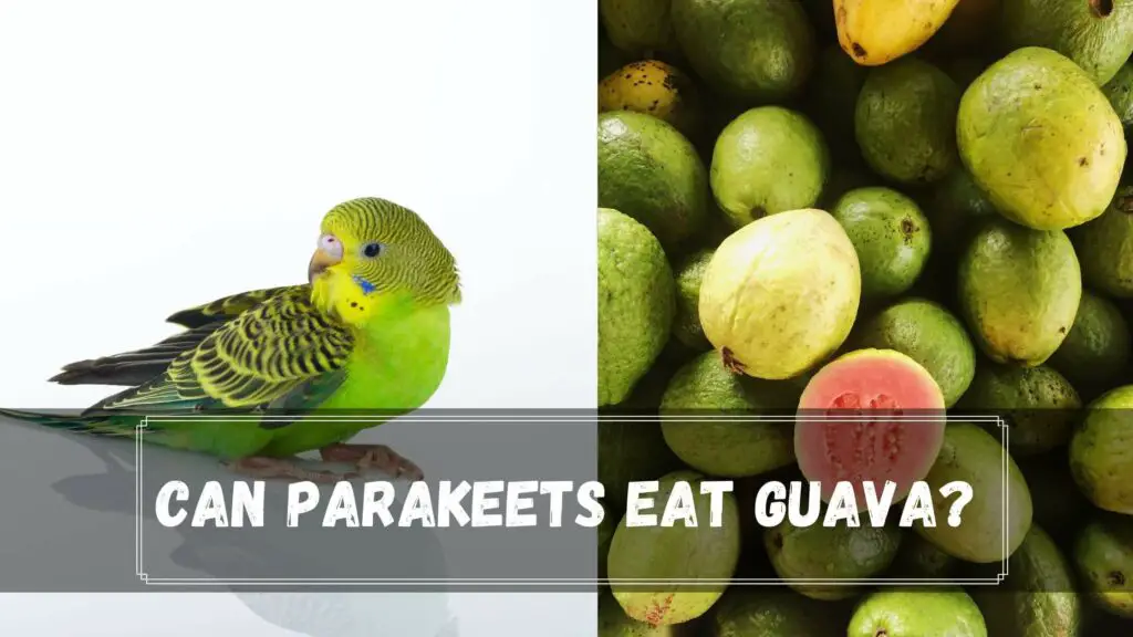 can parakeets eat guava