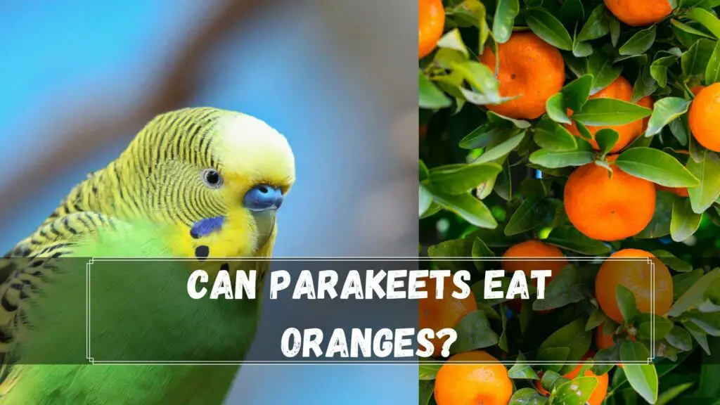 can parakeets eat oranges