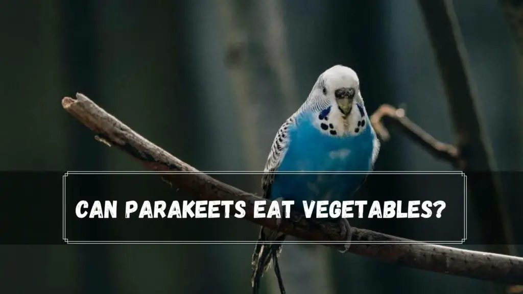 can parakeets eat vegetables