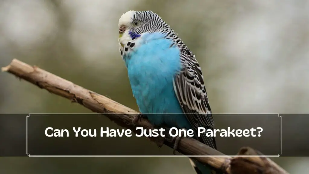 can you have just one parakeet