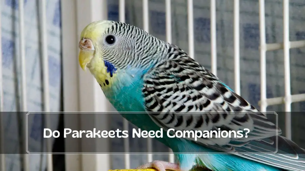 do parakeets need companions