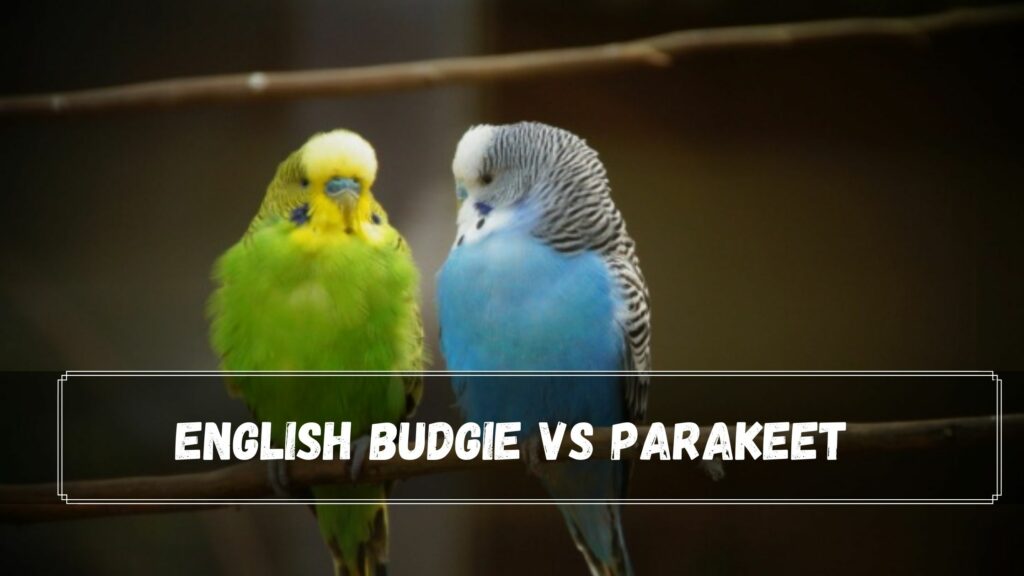 English Budgie Vs Parakeet