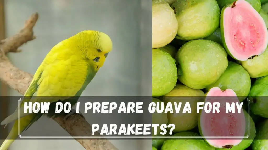 how do i prepare guava for my parakeets