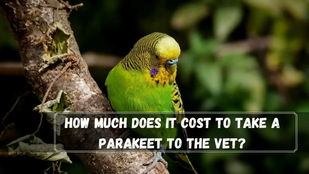 how much does it cost to take a parakeet to the vet