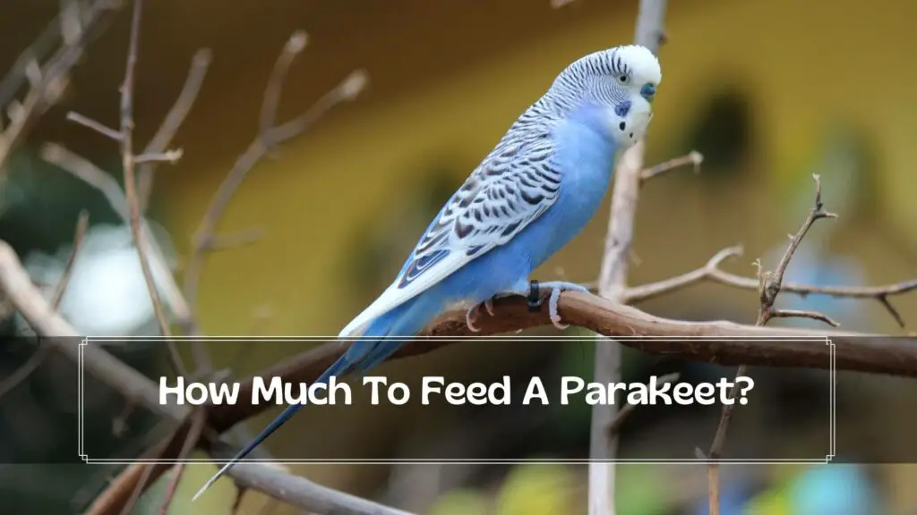 how much to feed a parakeet