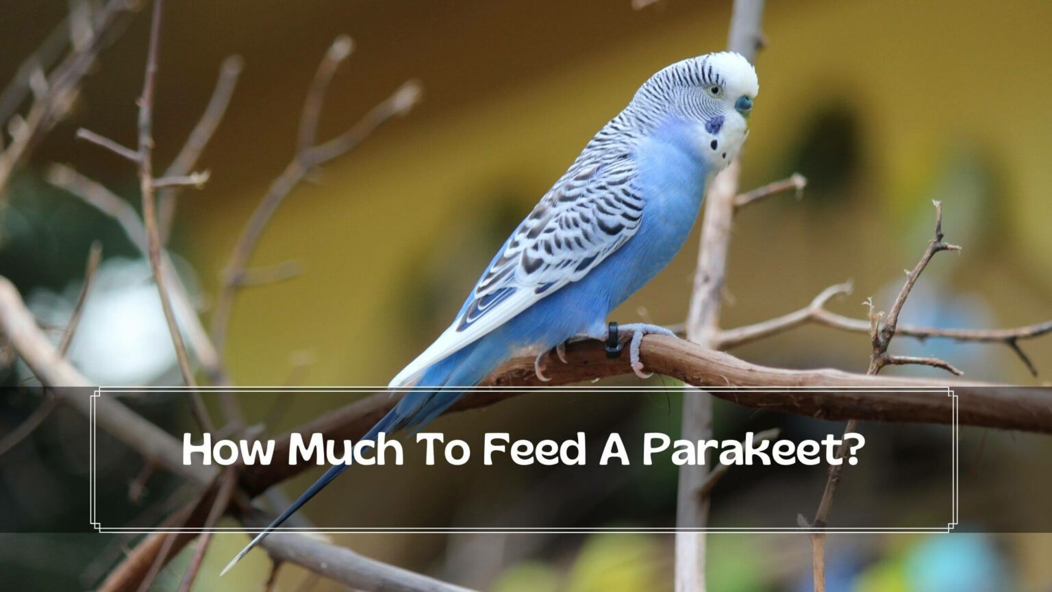 How Much To Feed A Parakeet? Diet Guide in 2022 Birds News