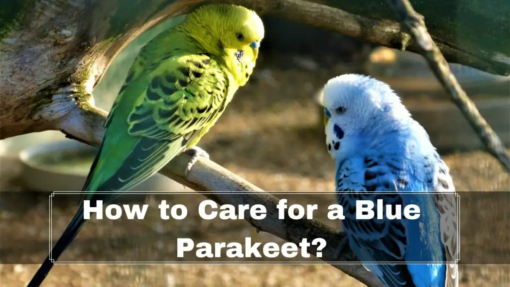 how to care for a blue parakeet
