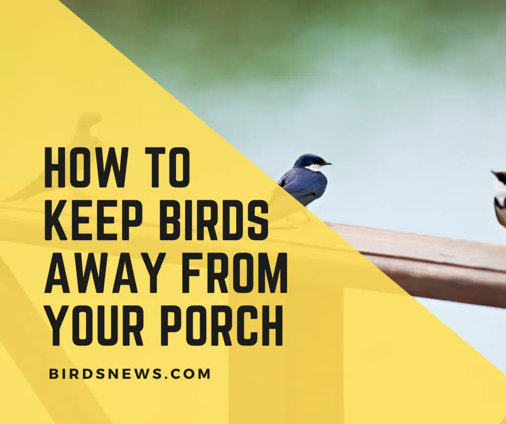 How to keep Birds away from the Porch