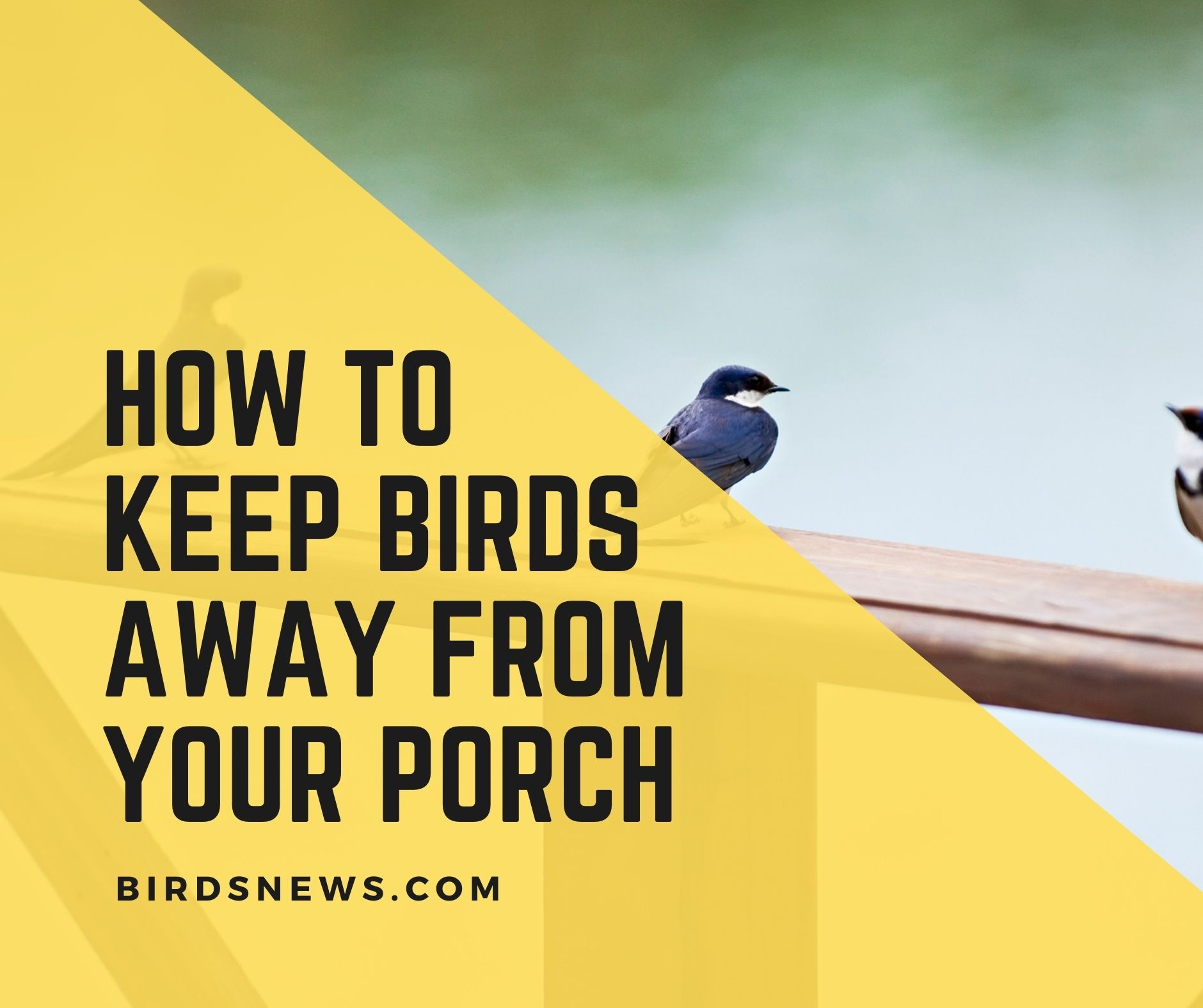 Birds News A Guide to Pet Birds