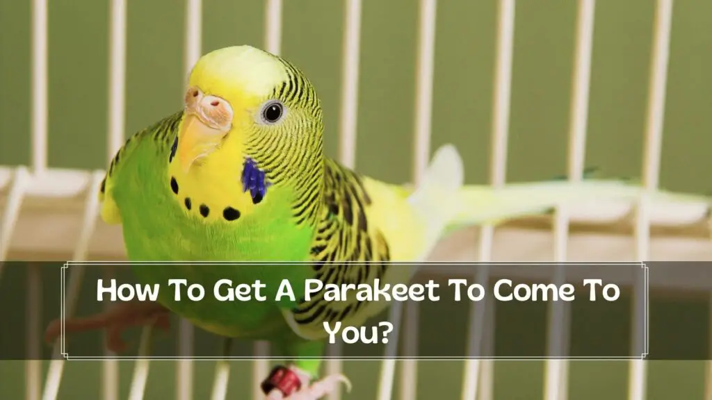 how to get a parakeet to come to you