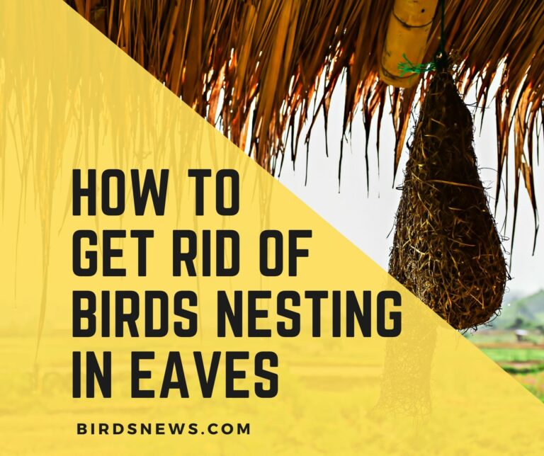 how to get rid of birds nesting in eaves