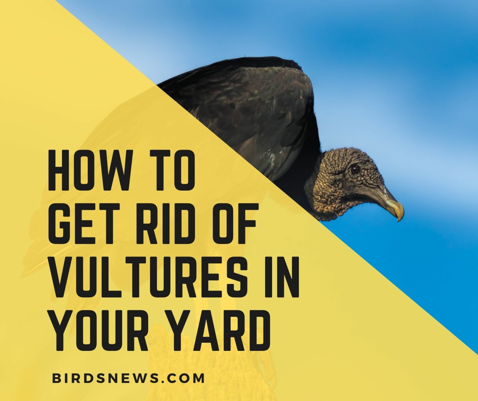 What You Can Do To Get Rid Of Vultures? 10 Humane Ideas Birds News