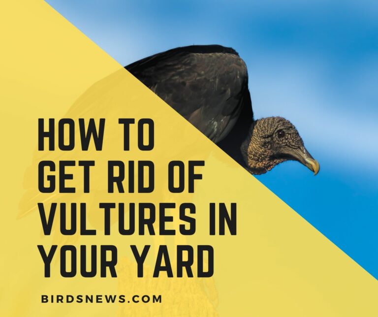 how to get rid of vultures