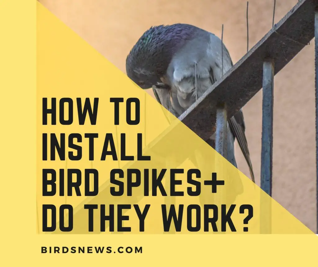 how to install bird spikes+Do bird spikes really work