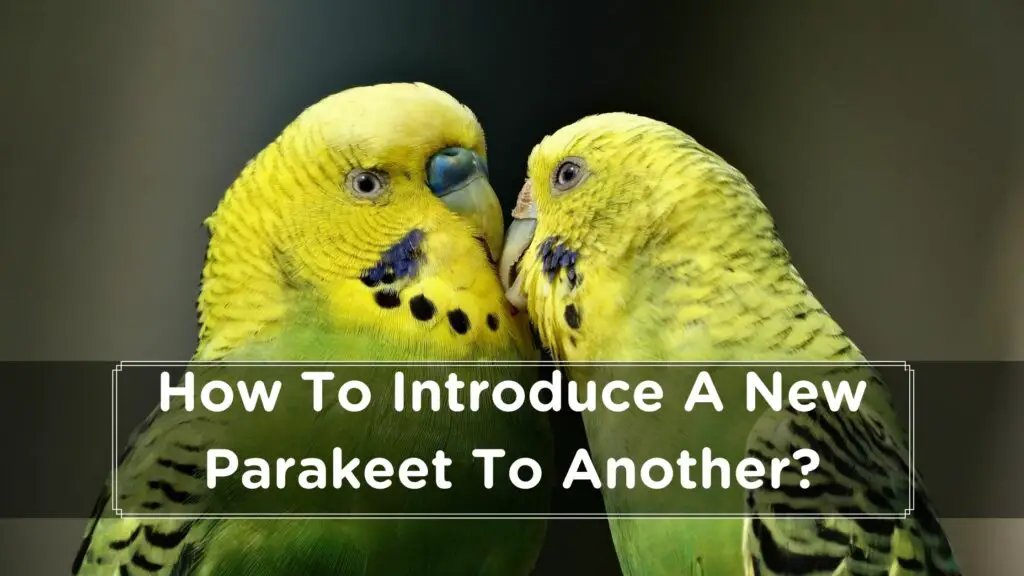 how to introduce a new parakeet to another