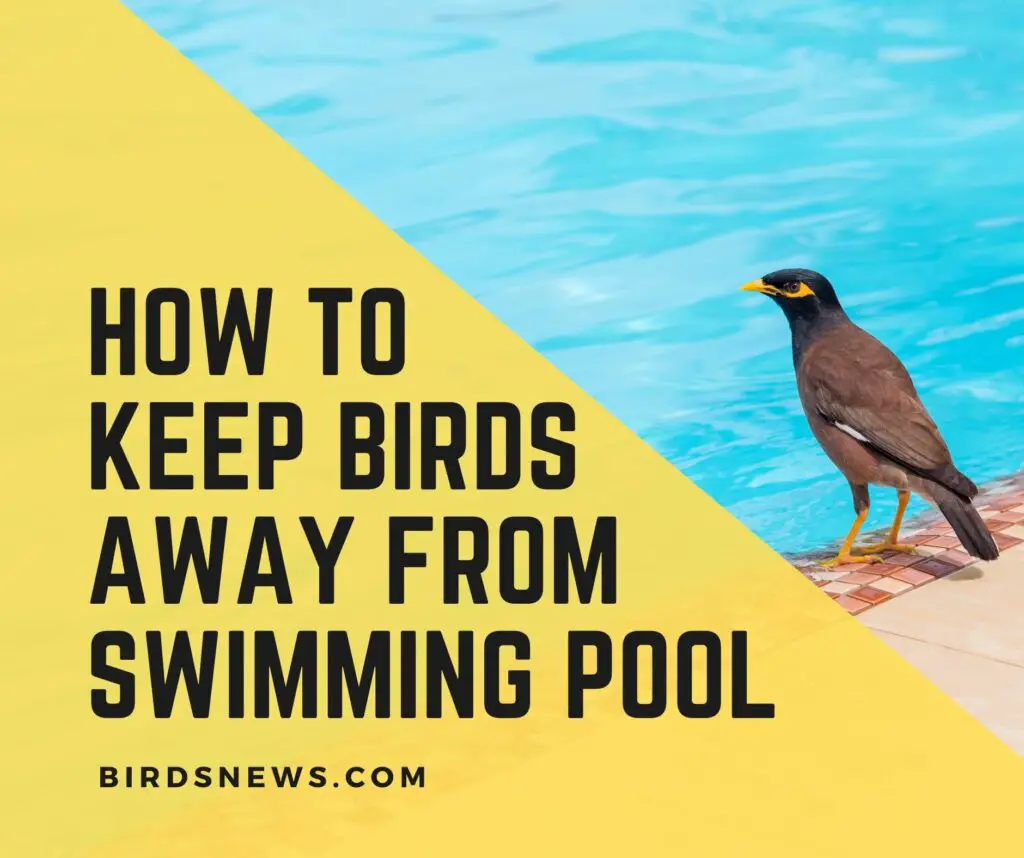 How To Keep Birds Away From Your Pool? 15 Ways