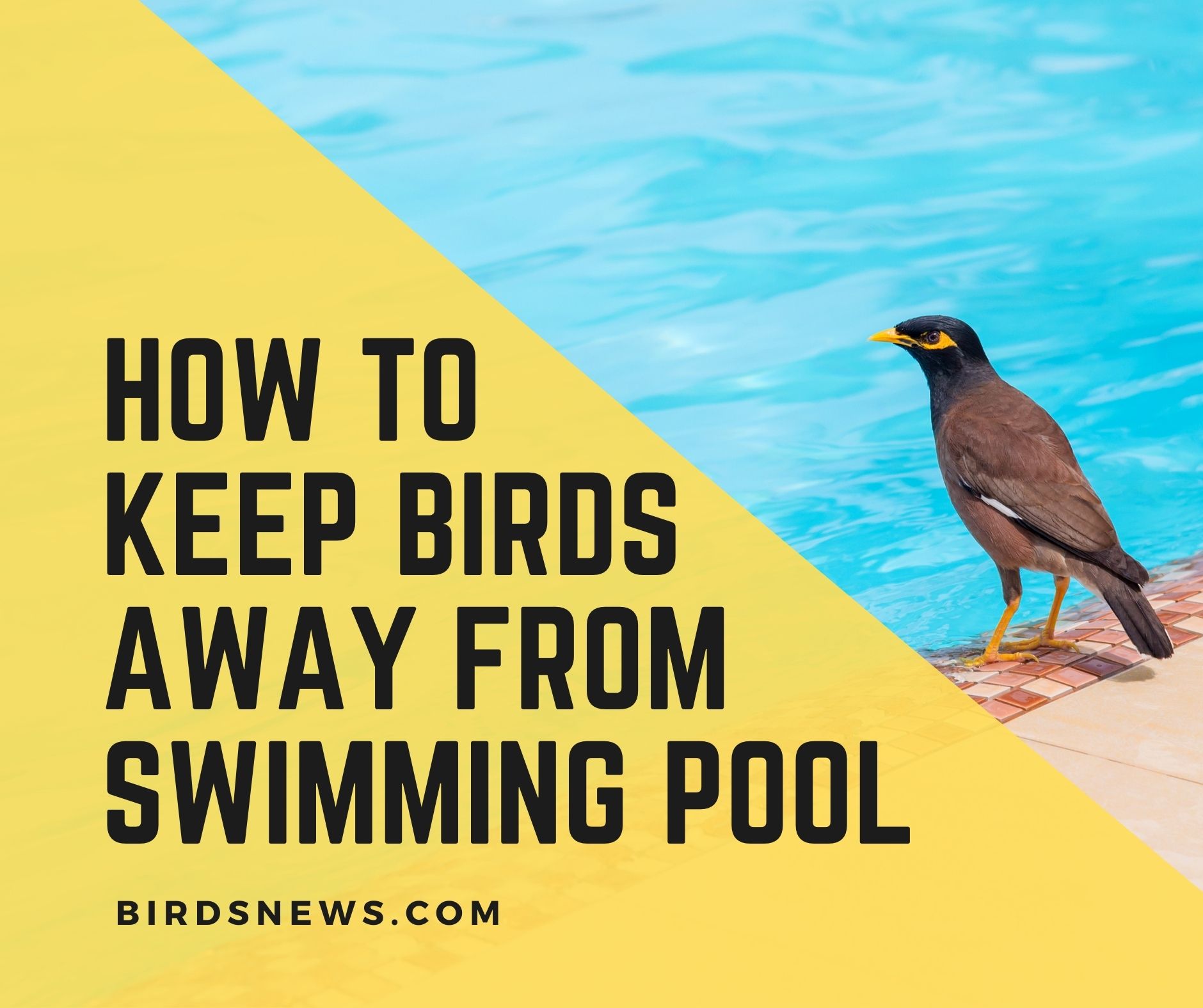 How To Keep Birds Away From Your Pool? 15 Ways Birds News