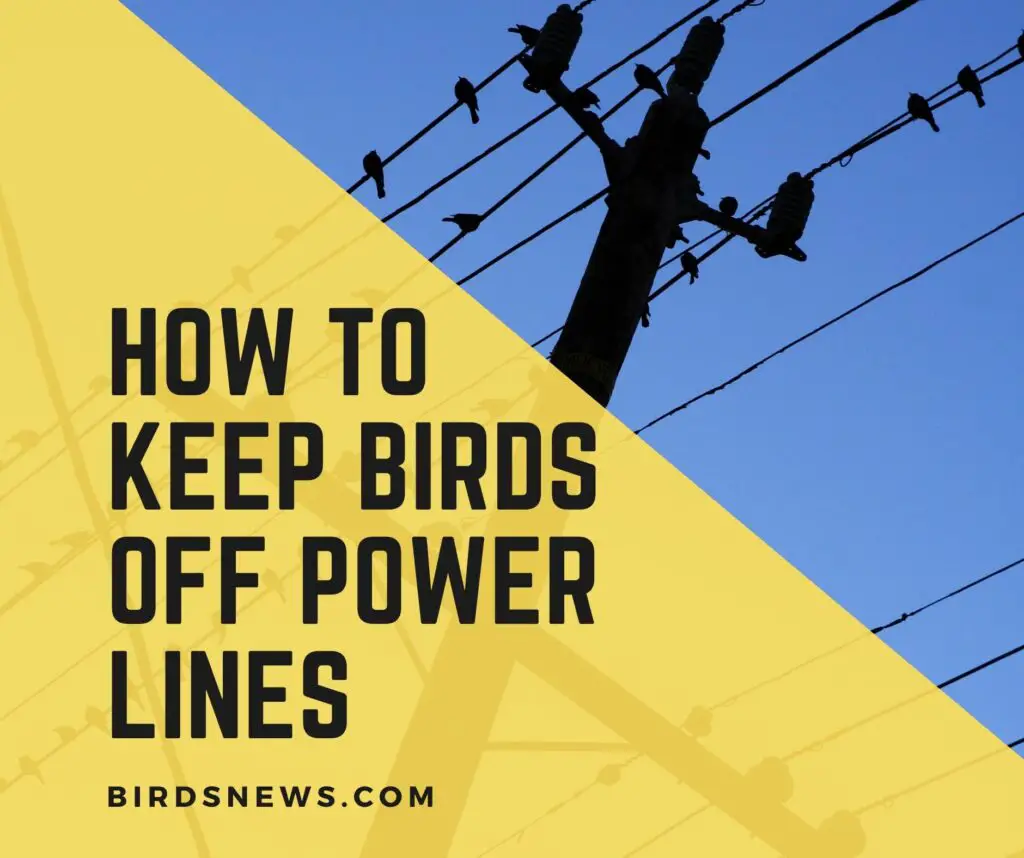 Proven Ways on How To Keep Birds off Power Lines