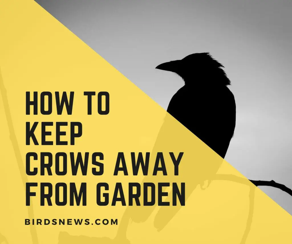 How to keep crows away from the garden? 11 Effective Ways.