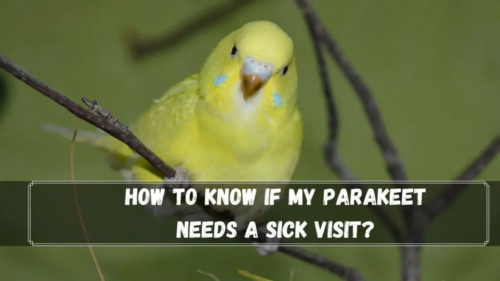 how to know if my parakeet needs a sick visit