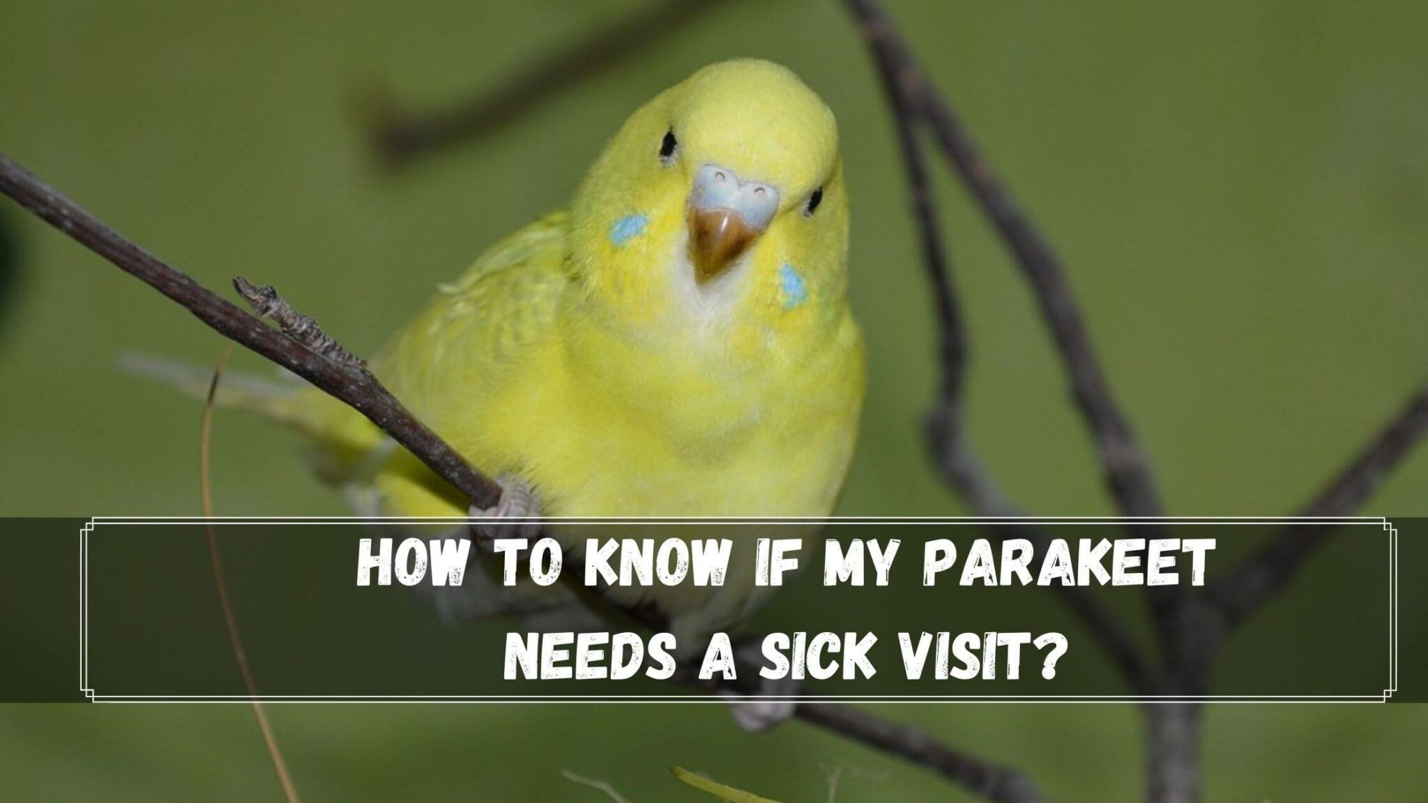 Why Do Parakeets Open And Close Their Beaks? 7 Reasons Birds News