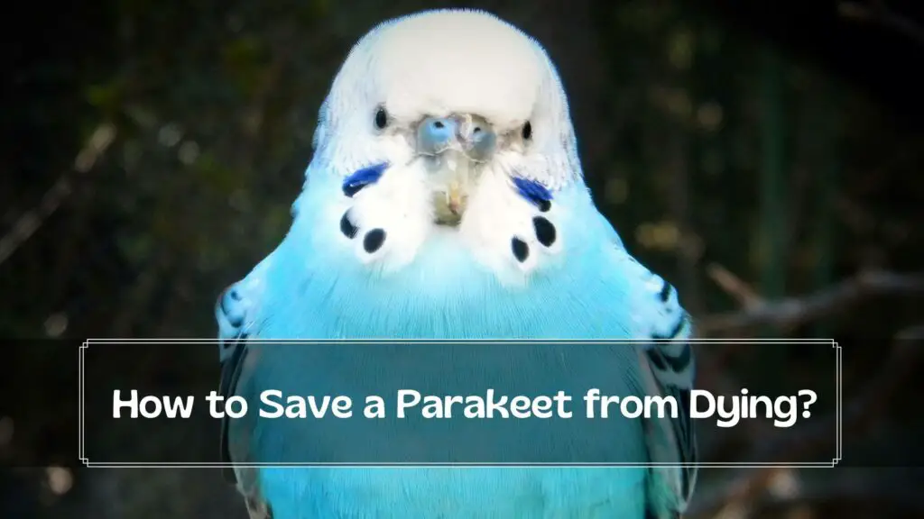 how to save a parakeet from dying
