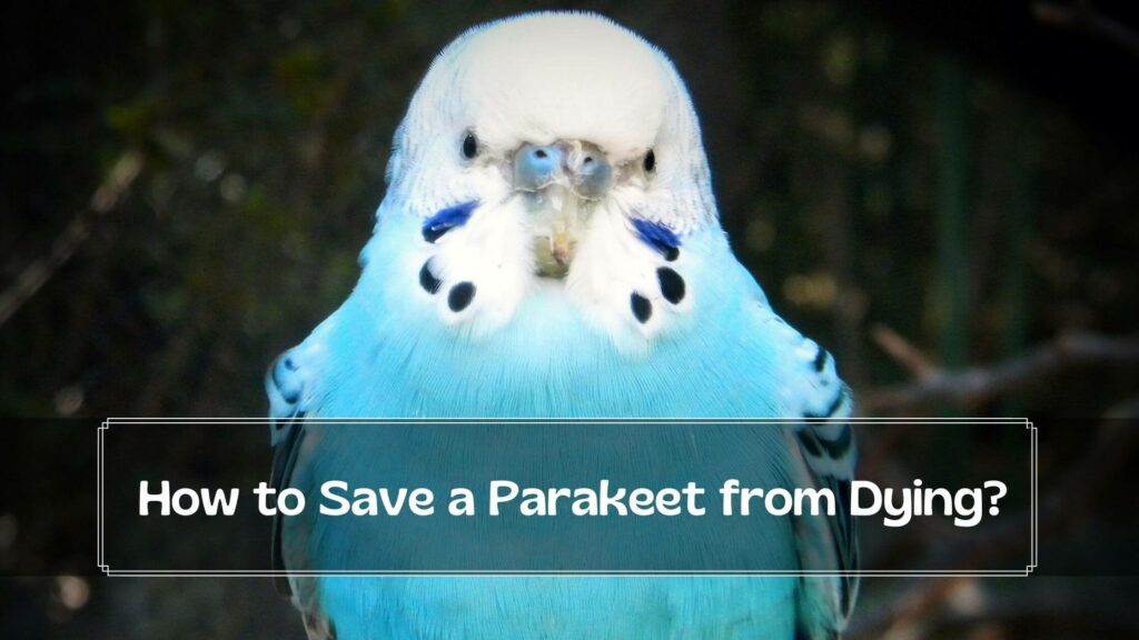 how to save a parakeet from dying