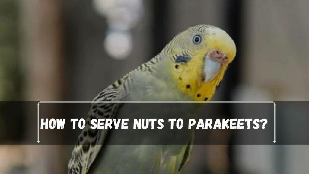 how to serve nuts to parakeets