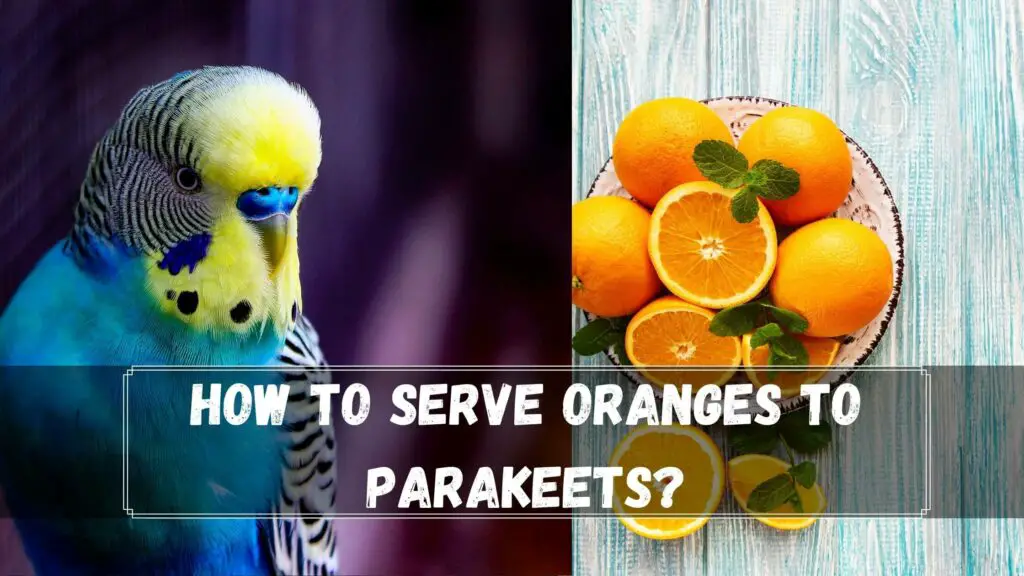 how to serve oranges to parakeets