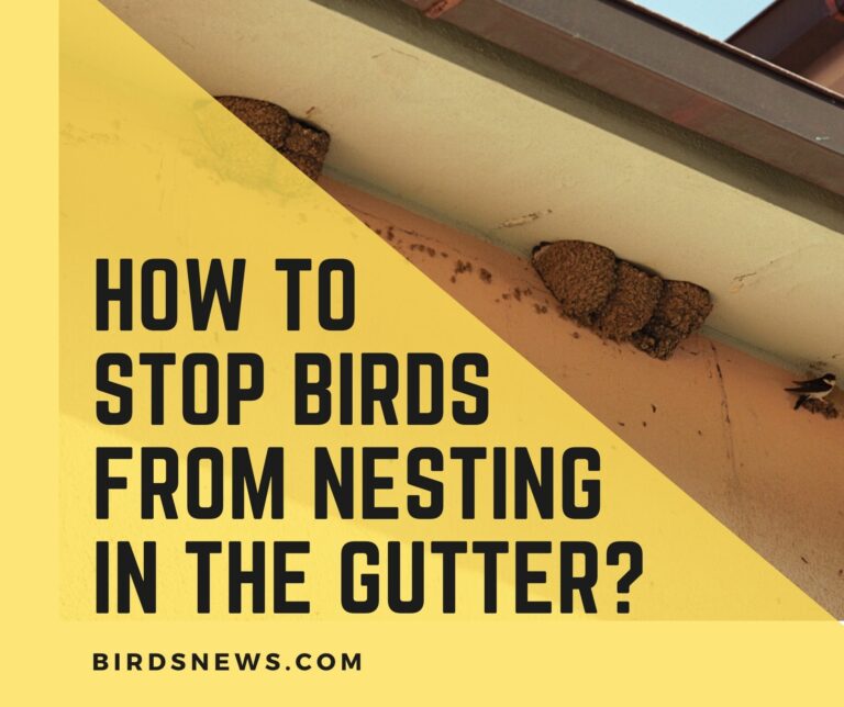 How to Stop Birds from Nesting in The Gutter?(2022 Guide)