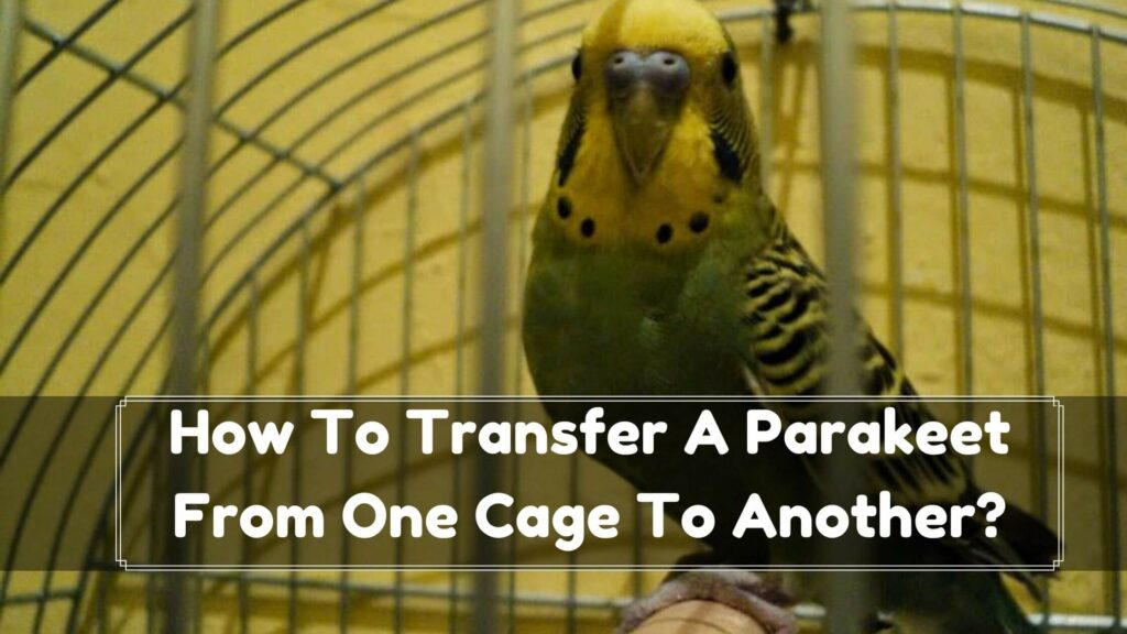 how to transfer a parakeet from one cage to another