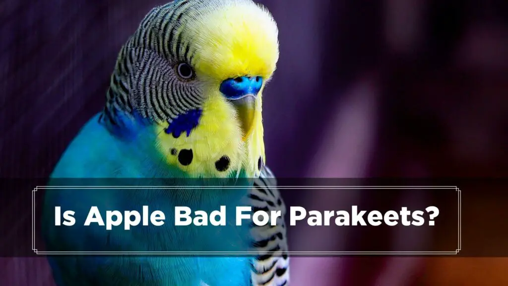 is apple bad for parakeets
