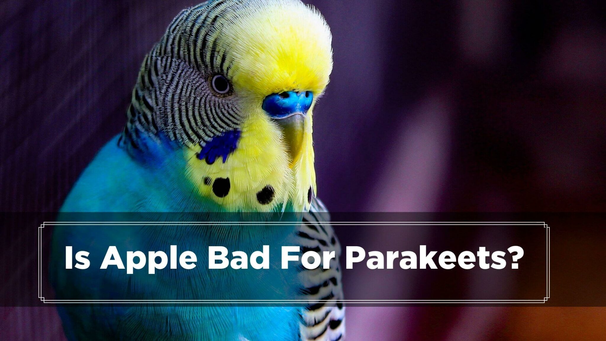 Can Parakeets Eat Apples? (Its Seed, Skin, Sauce, Or Juice) Birds News