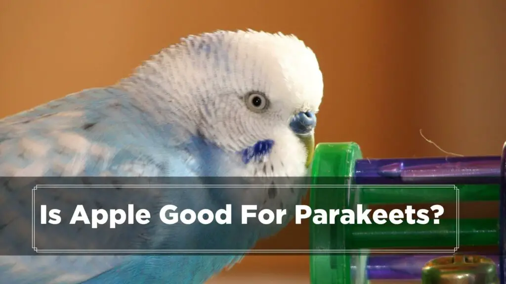 is apple good for parakeets